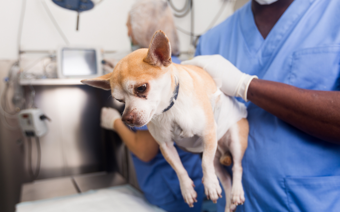 Vacuna a tu perro
